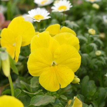 Viola del pensiero DELTA PREMIUM  a tinta unita giallo puro