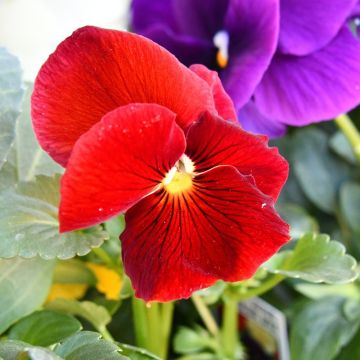 Viola del pensiero DELTA PREMIUM a tinta unita rosso puro Viola del pensiero DELTA PREMIUM a tinta unita rosso puro