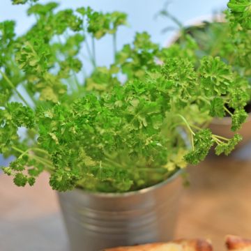 Prezzemolo riccio verde scuro BIO per Giardini Indoor