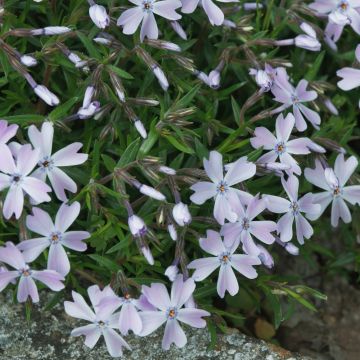 Phlox nana Blu