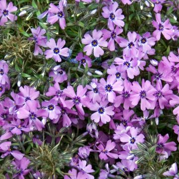 Phlox nana Purple Beauty Phlox nana Purple Beauty