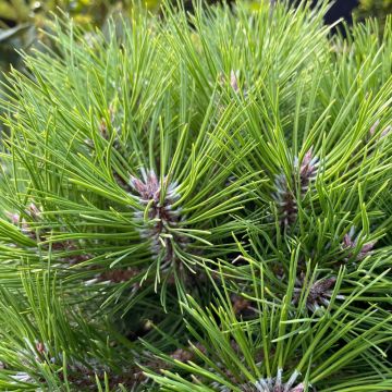 Pinus nigra BREPO ® Pierrick Bregeon ¼ tige