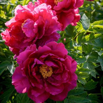 Peonia Arbustiva Shin Jitsu Gestsu Nishiki