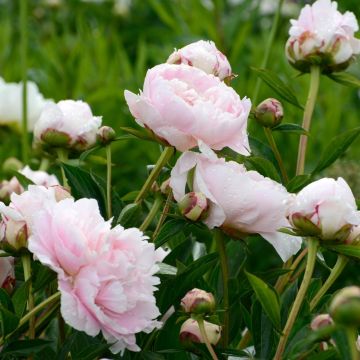 Peonia erbacea lactiflora ibrida Noémie Demay