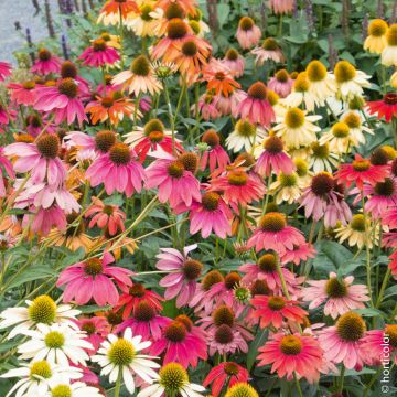 Rudbeckia Cheyenne Spirit o Echinacea