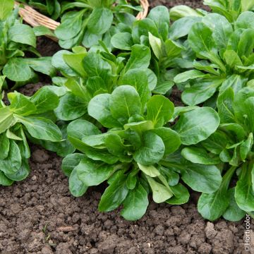 Valeriana Songino Valerianella Locusta Baron BIO Valeriana Songino Valerianella Locusta Baron BIO