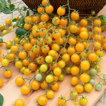 Pomodoro ciliegino giallo Cereza Amarilla BIO Pomodoro ciliegino giallo Cereza Amarilla BIO