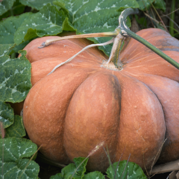 Plant de Courge Muscade