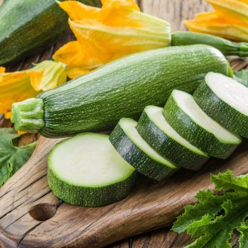 Plant de Courgette Astia F1