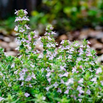 Timo officinalis
