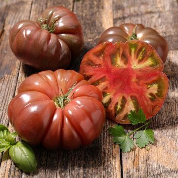 Plant de tomate Marnero F1 (type Noire de Crimée) greffé Plant de tomate Marnero F1 (type Noire de Crimée) greffé