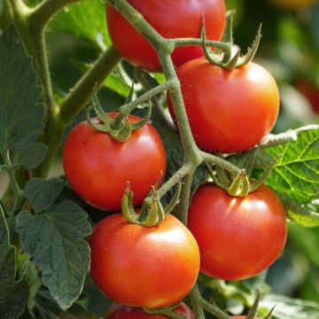 Plant de tomate ronde Paoline F1 greffé Plant de tomate ronde Paoline F1 greffé