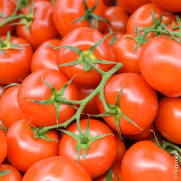 Pomodoro a grappolo Matina BIO