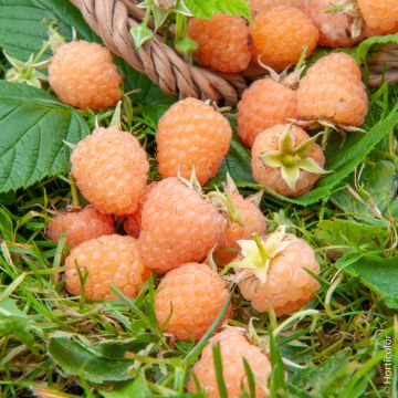 Lamponi Rubus idaeus PROMYK ® (rifiorente)