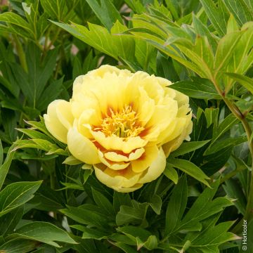 Peonia ibrida intersezionale o Paeonia X Itoh Bartzella