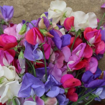 Pisello Odoroso a cespuglio La bustina