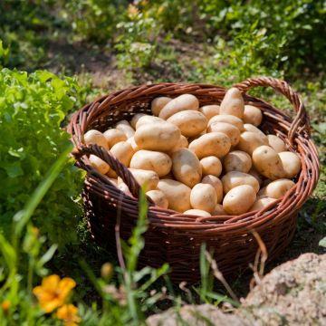 Patata Belle de Fontenay Patata Belle de Fontenay