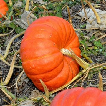 Zucca potiron rosso vivo d'etampes