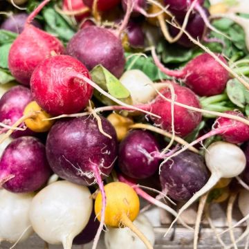 Ravanelli rotondi in miscuglio di colori BIO
