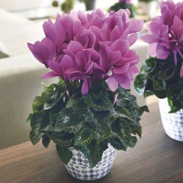 Maxi cyclamen HD Lavande Maxi cyclamen HD Lavande