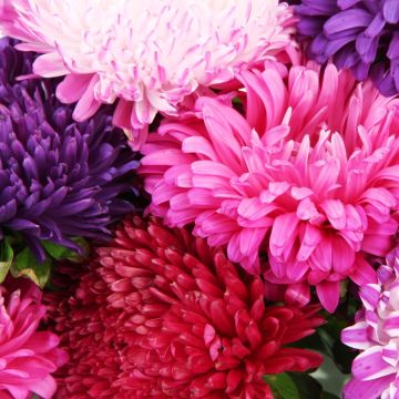 Astro della Cina nano Deesse in mix La bustina