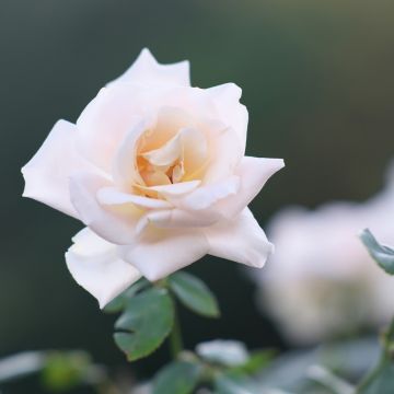 Rosier à grandes fleurs Michele Meilland