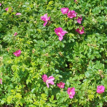 Rosa rugosa Rubra