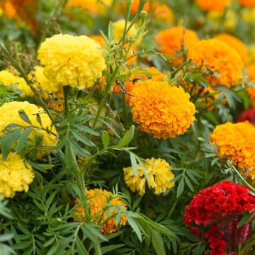 Rosa d'India Doppio grande