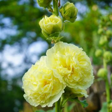 Alcea Malvarosa Malvone doppia - Gialla