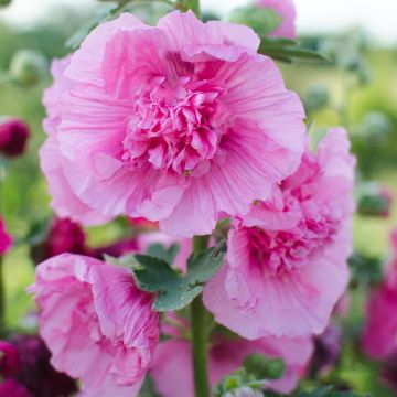 Alcea Malvarosa Malvone doppia - Rosa