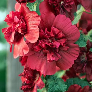 Alcea Malvarosa Malvone doppia - Rossa