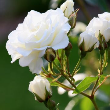 Rosa ICEBERG ® Korbin