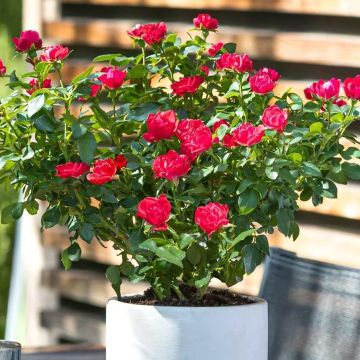 Rosa in miniatura ZEPETI ® Meibenbino