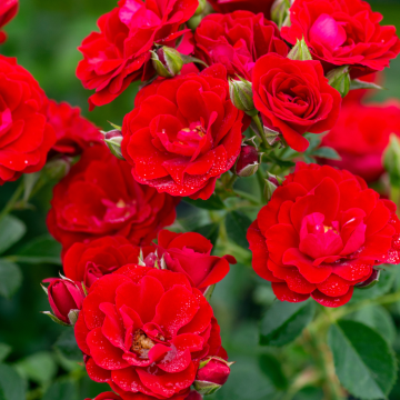 Rosier grimpant CHERRY FROST ® Overedclimb