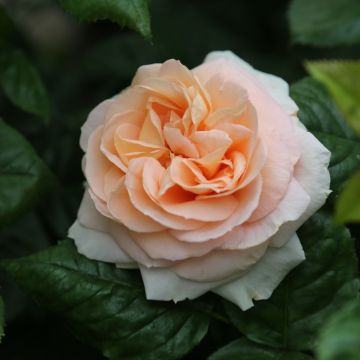 Rosa cespuglio ALTESSE ® Meisomage