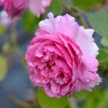 Rosa rampicante YVES PIAGET ® Keitsupiatsu Vaso da 3L Rosa rampicante YVES PIAGET ® Keitsupiatsu Vaso da 3L