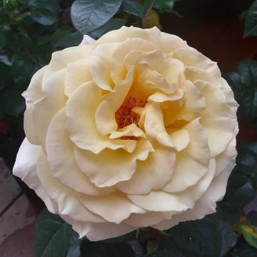 Rosa Honey PERFUMELLA ® Meibuteen