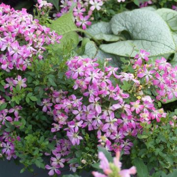 Mini rosa GALAXY Antares Meilcy001