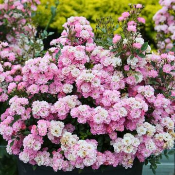 Rosier Galaxy Naos Meilcy003