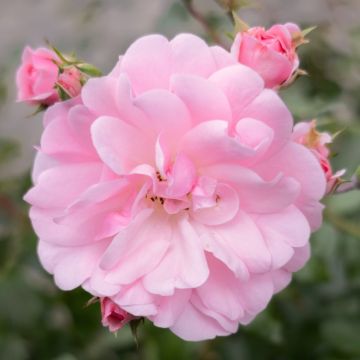 Rosa ad alberello Cherry BONICA ® Meipeporia - 120/150 cm Fiori Raggruppati