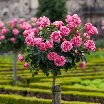 Rosa ad alberello LEONARDO DA VINCI ® Meideauri - 160/170 cm Grandi Fiori