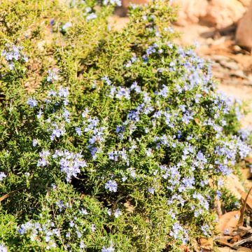 Rosmarino strisciante Prostratus