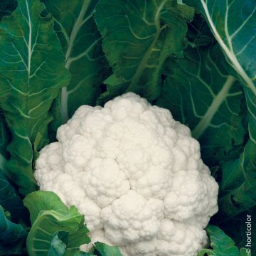 Cavolfiore clovis HF1
