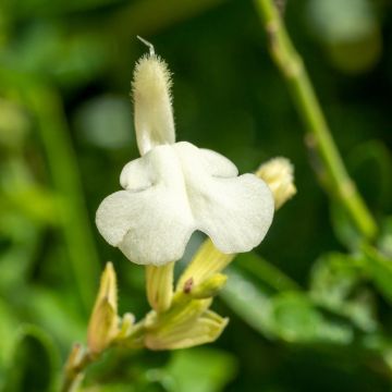 Salvia arbustiva bianca o Salvia greggii MIRAGE TM White