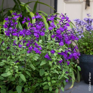 Salvia arbustiva So Cool Purple®
