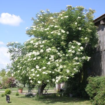 Sambucus Nigra (Sambuco nero)