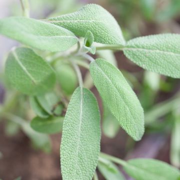 Salvia officinale BIO
