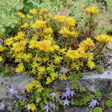 Sedum floriferum Sedum floriferum