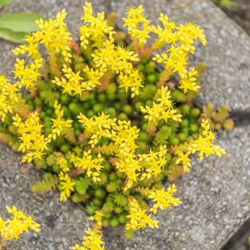 Sedum acre - Borracina acre Sedum acre - Borracina acre