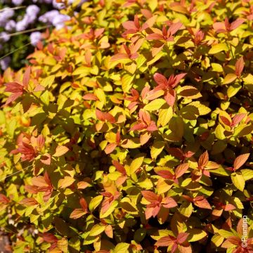 Spiraea giapponese Zen'Spirit Caramel